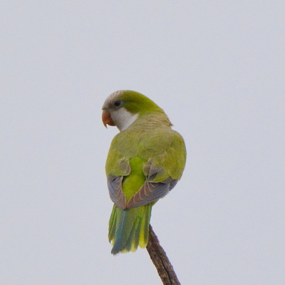 Blue-winged Parrolet